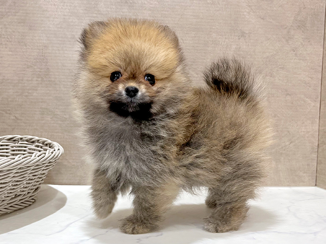 東京都のポメラニアン (ペッツファースト新宿店/2025年7月9日生まれ/女の子/オレンジ)の子犬の2枚目の画像