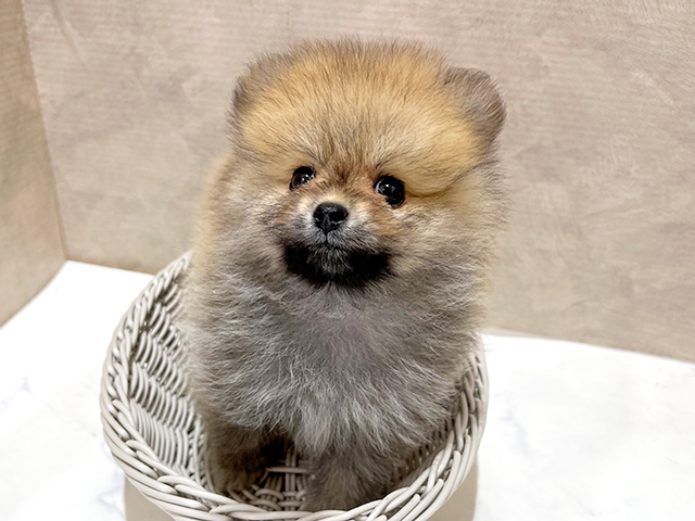 東京都のポメラニアン (ペッツファースト新宿店/2025年7月9日生まれ/女の子/オレンジ)の子犬の3枚目の画像