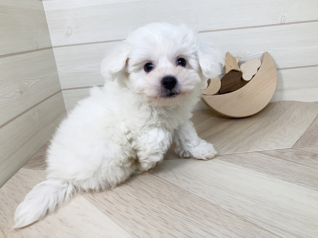 鳥取県のビションフリーゼ (ペッツファースト日吉津店/2025年7月9日生まれ/男の子/ホワイト)の子犬の2枚目の画像
