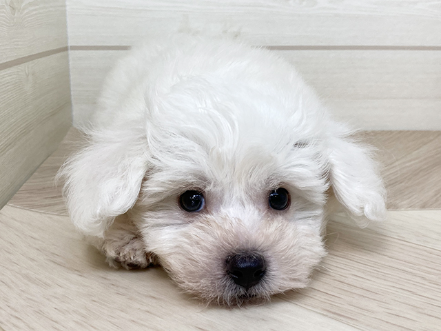 鳥取県のビションフリーゼ (ペッツファースト日吉津店/2025年7月9日生まれ/男の子/ホワイト)の子犬の3枚目の画像