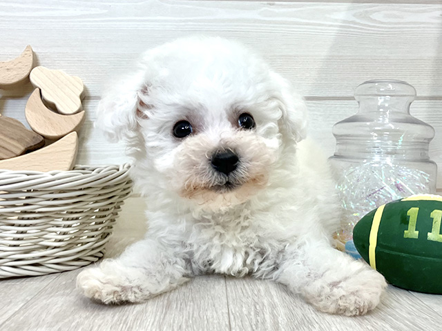 ビションフリーゼ