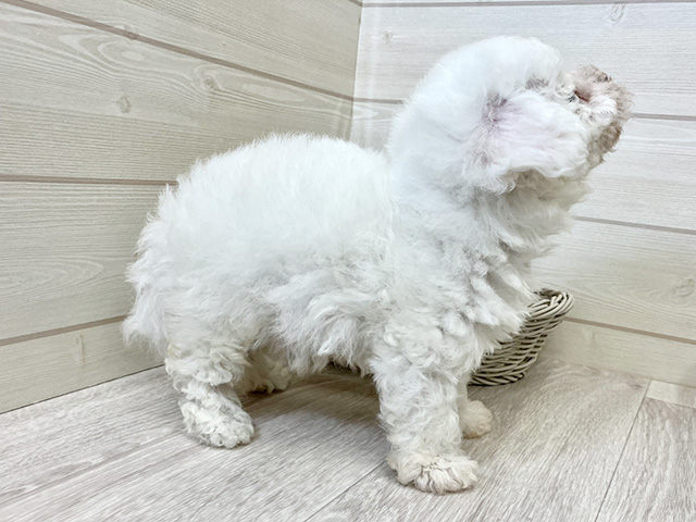 愛知県のビションフリーゼ (ペッツファースト大高店/2025年7月9日生まれ/男の子/ホワイト)の子犬の2枚目の画像