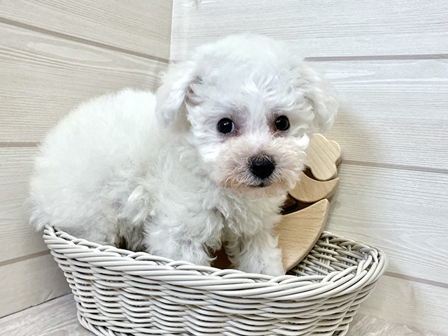 愛知県のビションフリーゼ (ペッツファースト大高店/2025年7月9日生まれ/男の子/ホワイト)の子犬の3枚目の画像
