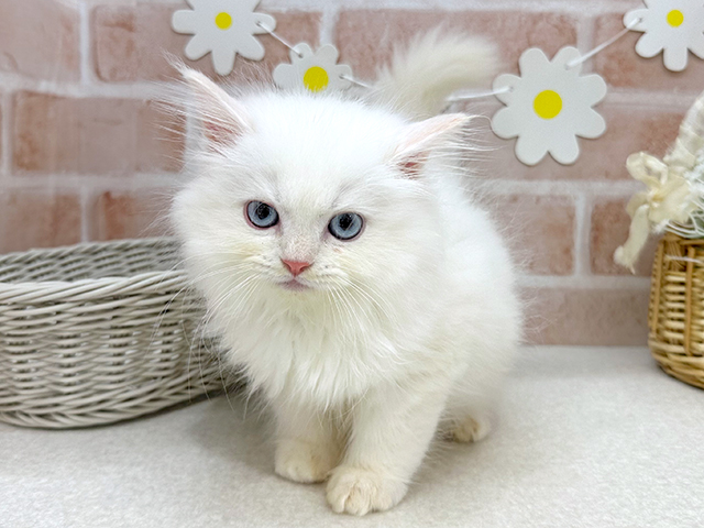 ネヴァマスカレード