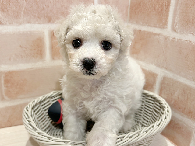 東京都のビションフリーゼ (ペッツファースト町田店/2025年7月10日生まれ/女の子/ホワイト)の子犬の3枚目の画像