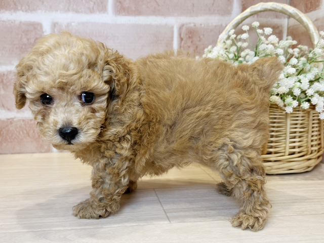 東京都のタイニープードル (ペッツファースト広尾店/2025年7月10日生まれ/男の子/アプリコット)の子犬の2枚目の画像