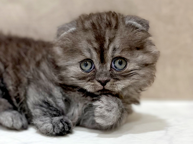 東京都のマンチカン (ペッツファースト新宿店/2025年7月9日生まれ/女の子/ブルータビー)の子猫の3枚目の画像