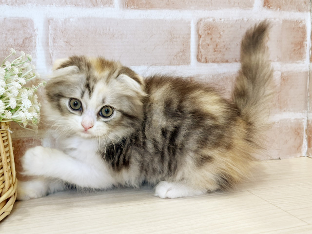 神奈川県のスコティッシュフォールド (ペッツファーストfor cats横浜元町店/2025年7月8日生まれ/女の子/ダイリュートキャリコ)の子猫の2枚目の画像