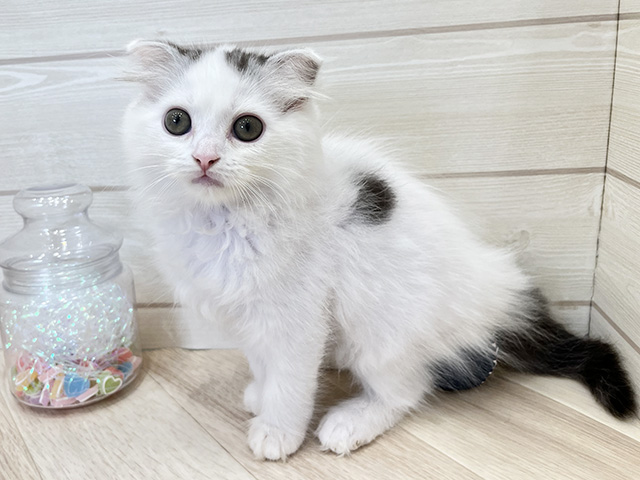 スコティッシュフォールド