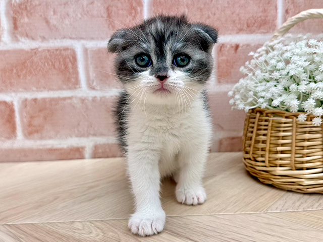 東京都のスコティッシュフォールド (ペッツファーストfor cats武蔵小山店/2025年7月8日生まれ/男の子/ブルータビーホワイト)の子猫