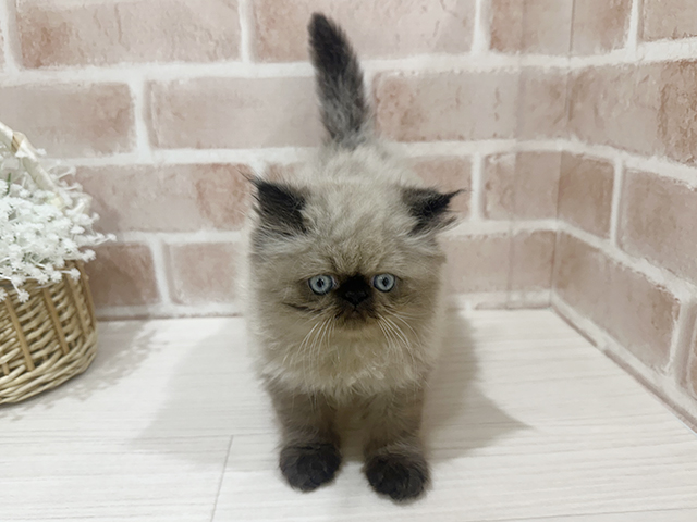 ヒマラヤン, 性別 男の子, 誕生日 2025/07/10, 毛色 シールポイント, 出身 三重県, 店舗 for cats横浜元町店(神奈川県), お問い合わせ番号 2505357
