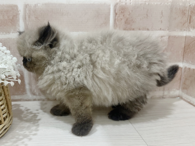 神奈川県のヒマラヤン (ペッツファーストfor cats横浜元町店/2025年7月10日生まれ/男の子/シールポイント)の子猫の2枚目の画像