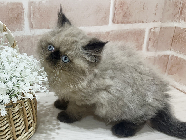神奈川県のヒマラヤン (ペッツファーストfor cats横浜元町店/2025年7月10日生まれ/男の子/シールポイント)の子猫の3枚目の画像