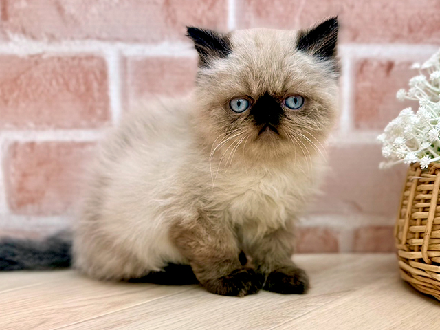 ヒマラヤン, 性別 男の子, 誕生日 2025/07/10, 毛色 シールポイント, 出身 三重県, 店舗 for cats武蔵小山店(東京都), お問い合わせ番号 2505359