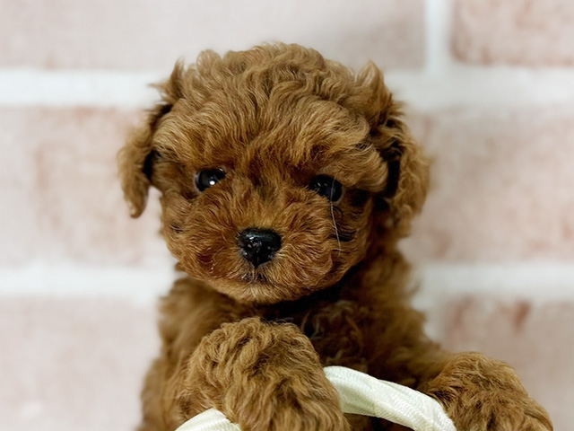 京都府のタイニープードル (ペッツファースト京都店/2025年7月8日生まれ/男の子/レッド)の子犬の3枚目の画像