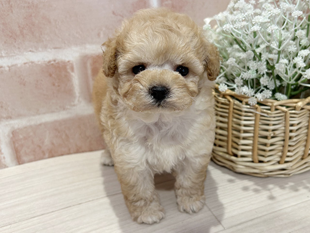 東京都のタイニープードル (ペッツファースト町田店/2025年7月9日生まれ/女の子/アプリコット)の子犬の1枚目の画像