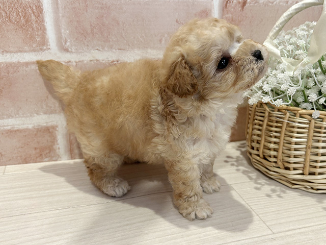 東京都のタイニープードル (ペッツファースト町田店/2025年7月9日生まれ/女の子/アプリコット)の子犬の2枚目の画像
