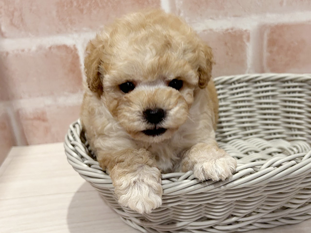 東京都のタイニープードル (ペッツファースト町田店/2025年7月9日生まれ/女の子/アプリコット)の子犬の3枚目の画像