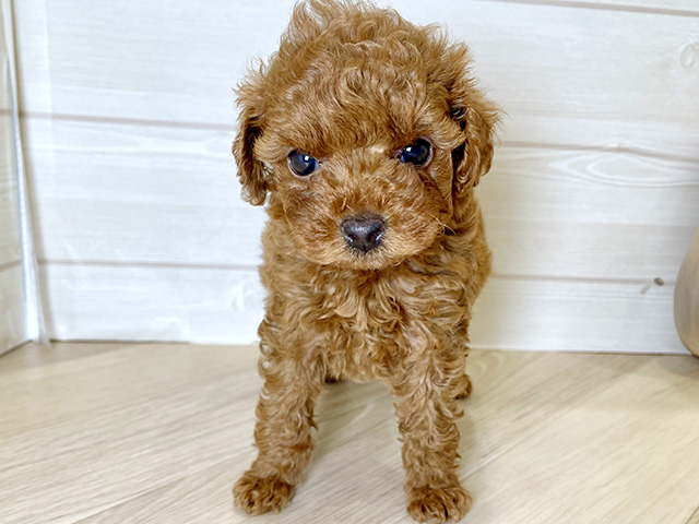 東京都のタイニープードル (ペッツファースト昭島店/2025年7月10日生まれ/女の子/レッド)の子犬の1枚目の画像