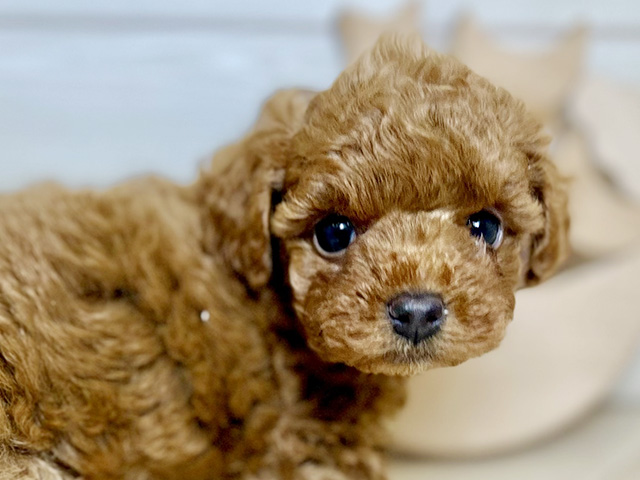 東京都のタイニープードル (ペッツファースト昭島店/2025年7月10日生まれ/女の子/レッド)の子犬の3枚目の画像
