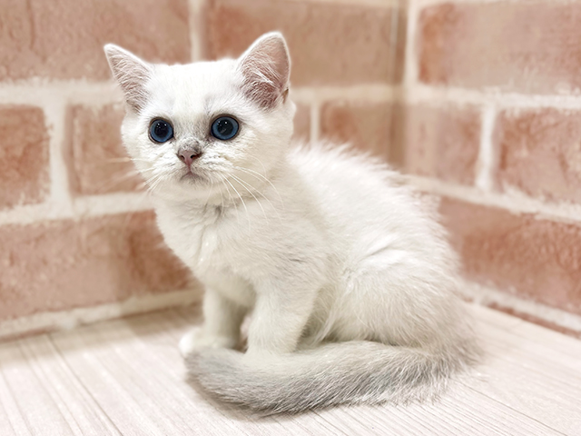 神奈川県のブリティッシュショートヘアー (ペッツファーストfor cats横浜元町店/2025年7月8日生まれ/女の子/ブルーシルバーシェーデットポイント)の子猫の2枚目の画像