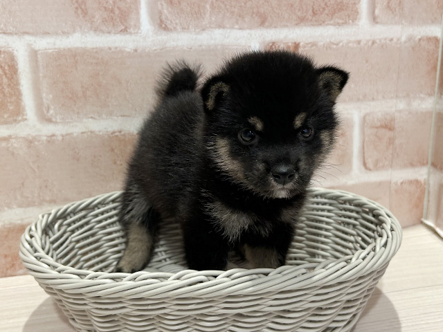 東京都の豆柴 (ペッツファースト町田店/2025年7月6日生まれ/女の子/黒)の子犬の3枚目の画像