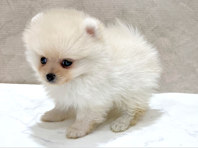 東京都のポメラニアン (ペッツファースト新宿店/2025年7月12日生まれ/男の子/クリーム)の子犬の2枚目の画像