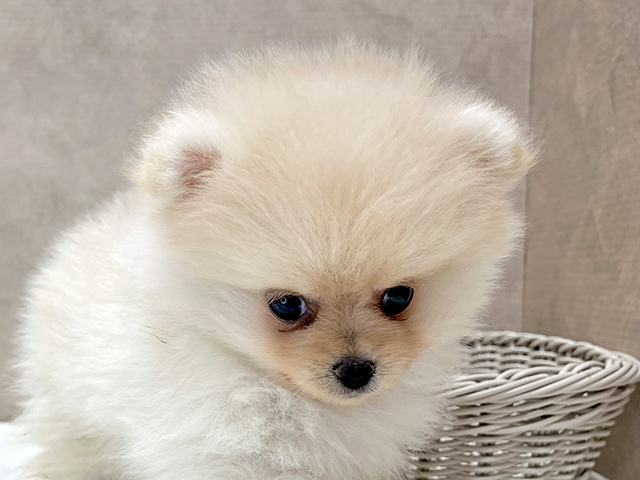 東京都のポメラニアン (ペッツファースト新宿店/2025年7月12日生まれ/男の子/クリーム)の子犬の3枚目の画像