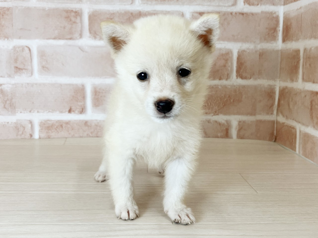大阪府の豆柴 (ペッツファースト東大阪店/2025年7月8日生まれ/女の子/白)の子犬の1枚目の画像