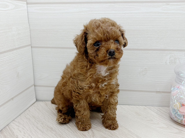 東京都のタイニープードル (ペッツファースト渋谷店/2025年7月14日生まれ/女の子/レッド)の子犬の1枚目の画像