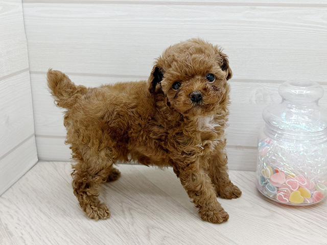 東京都のタイニープードル (ペッツファースト渋谷店/2025年7月14日生まれ/女の子/レッド)の子犬の2枚目の画像