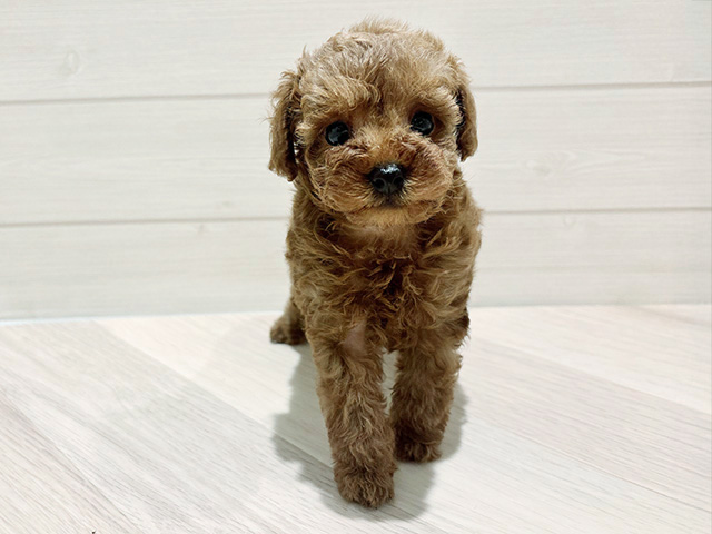 東京都のタイニープードル (ペッツファースト豊洲店/2025年7月14日生まれ/女の子/レッド)の子犬の1枚目の画像