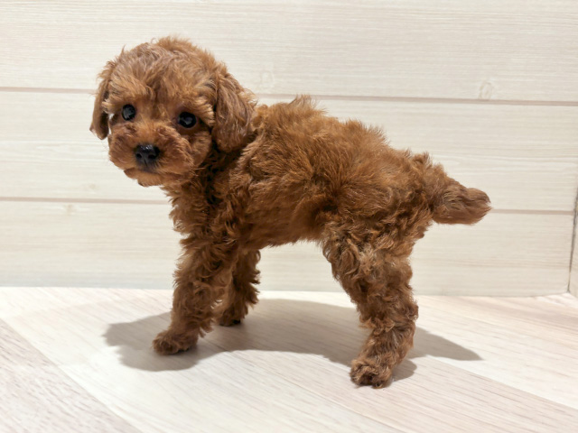 東京都のタイニープードル (ペッツファースト豊洲店/2025年7月14日生まれ/女の子/レッド)の子犬の2枚目の画像