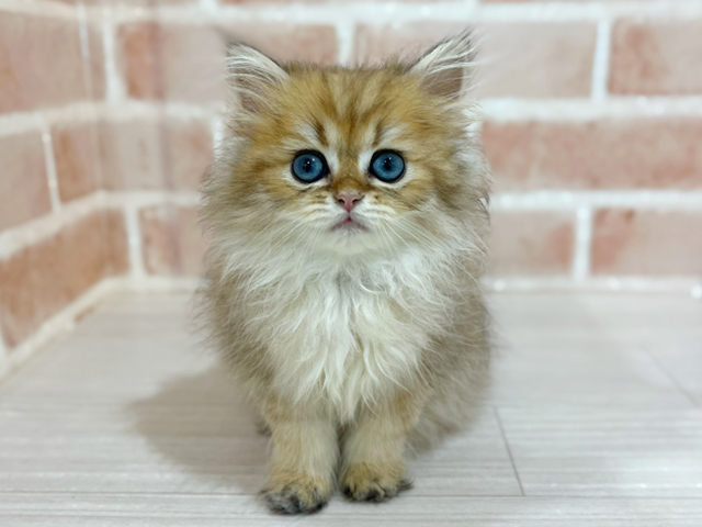 神奈川県のブリティッシュロングヘアー (ペッツファーストfor cats横浜元町店/2025年7月14日生まれ/男の子/ブラックゴールデンチンチラ)の子猫の1枚目の画像