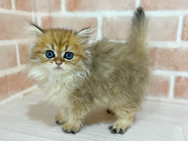 神奈川県のブリティッシュロングヘアー (ペッツファーストfor cats横浜元町店/2025年7月14日生まれ/男の子/ブラックゴールデンチンチラ)の子猫の2枚目の画像