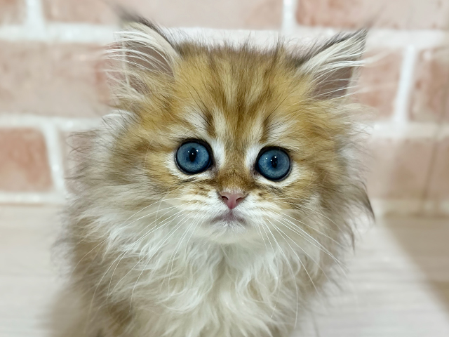 神奈川県のブリティッシュロングヘアー (ペッツファーストfor cats横浜元町店/2025年7月14日生まれ/男の子/ブラックゴールデンチンチラ)の子猫の3枚目の画像