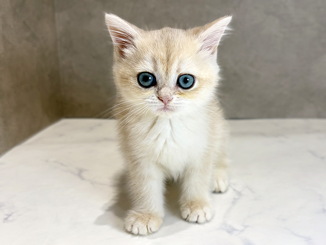 ブリティッシュ