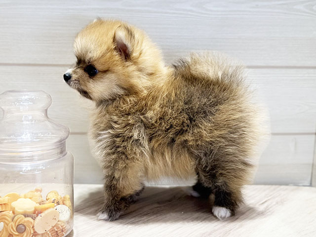 群馬県のポメラニアン (ペッツファースト高崎店/2025年7月14日生まれ/男の子/オレンジ)の子犬の2枚目の画像