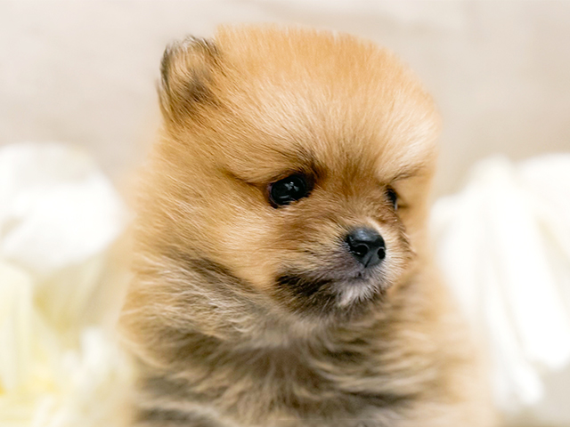 東京都のポメラニアン (ペッツファースト恵比寿店/2025年7月14日生まれ/女の子/オレンジ)の子犬の3枚目の画像