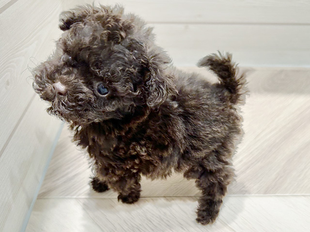 東京都のタイニープードル (ペッツファースト豊洲店/2025年7月14日生まれ/女の子/ブラウン)の子犬の2枚目の画像