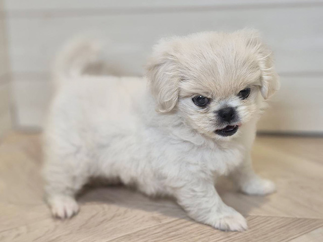 神奈川県のペキプー(ペキニーズ×プードル) (ペッツファースト川崎店/2025年7月11日生まれ/女の子/クリーム)の子犬の2枚目の画像
