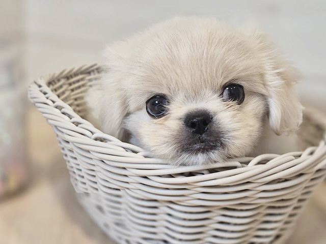 神奈川県のペキプー(ペキニーズ×プードル) (ペッツファースト川崎店/2025年7月11日生まれ/女の子/クリーム)の子犬の3枚目の画像