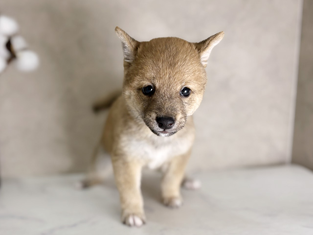 福岡県の豆柴 (ペッツファースト福津店/2025年7月9日生まれ/男の子/赤)の子犬の1枚目の画像
