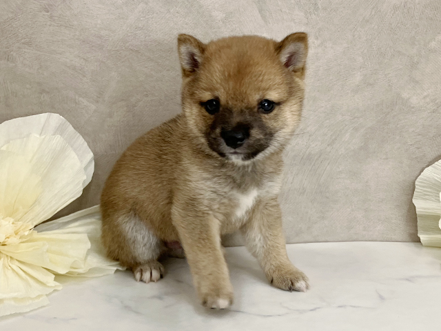 奈良県の豆柴 (ペッツファースト橿原店/2025年7月9日生まれ/男の子/赤)の子犬の1枚目の画像