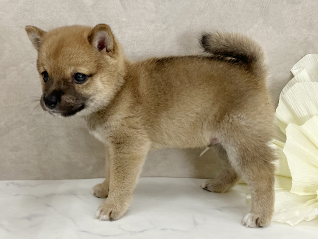 奈良県の豆柴 (ペッツファースト橿原店/2025年7月9日生まれ/男の子/赤)の子犬の2枚目の画像
