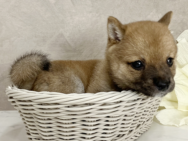奈良県の豆柴 (ペッツファースト橿原店/2025年7月9日生まれ/男の子/赤)の子犬の3枚目の画像
