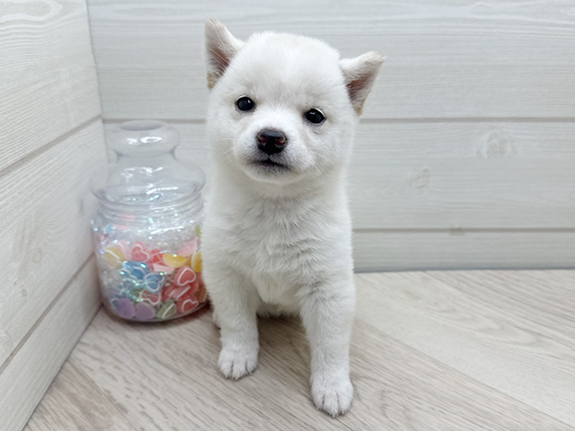 豆柴