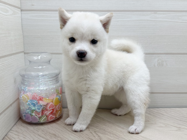 東京都の豆柴 (ペッツファースト渋谷店/2025年7月9日生まれ/女の子/白)の子犬の2枚目の画像