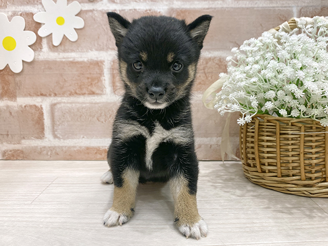 福岡県の豆柴 (ペッツファースト筑紫野店/2025年7月9日生まれ/女の子/黒)の子犬の1枚目の画像