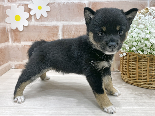 福岡県の豆柴 (ペッツファースト筑紫野店/2025年7月9日生まれ/女の子/黒)の子犬の2枚目の画像